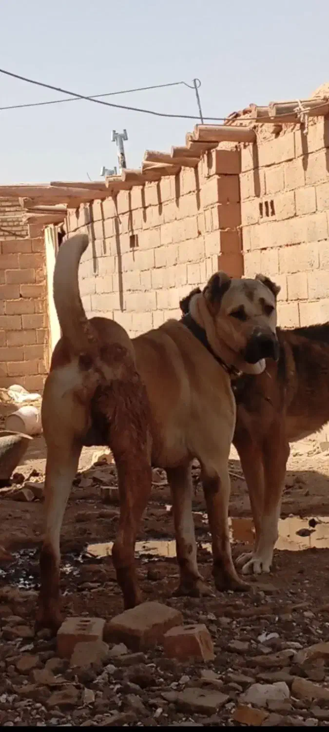 سگ سیاه پوز|حیوانات|تربت‌حیدریه, آسایش|دیوار