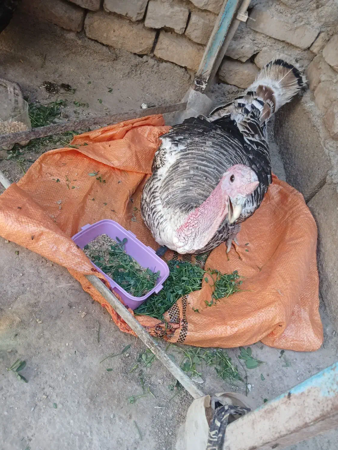 بقلمون نر فروشی بزرگ|حیوانات مزرعه|زابل, |دیوار