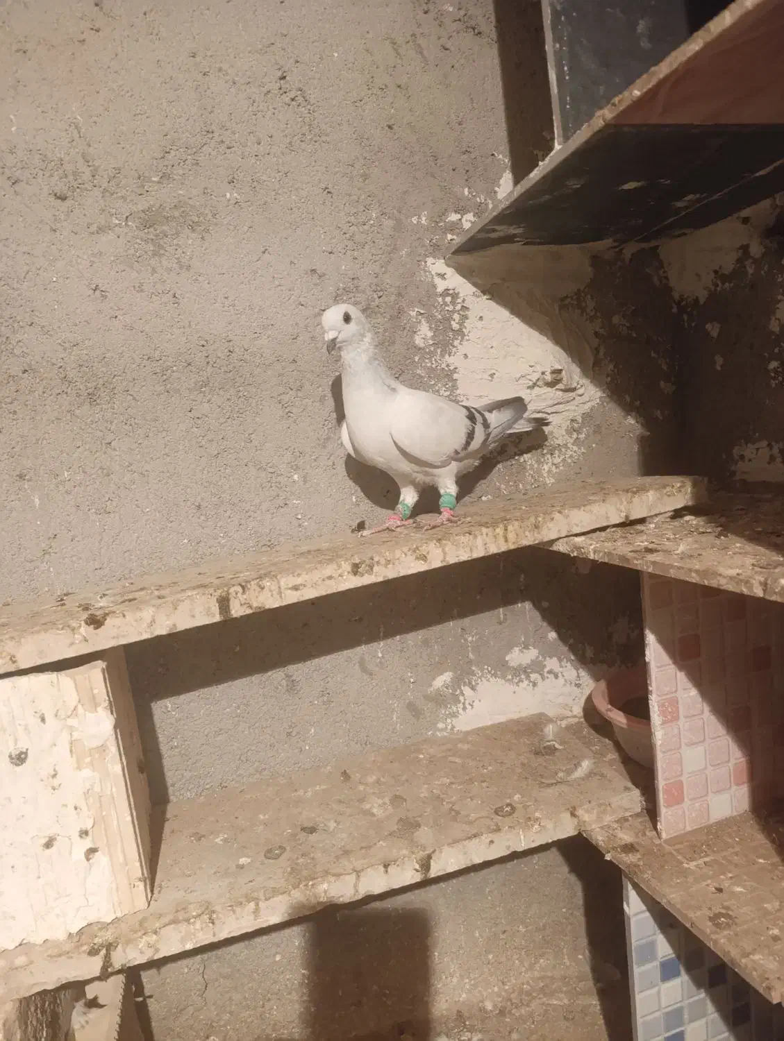 شامی نر هفرنگ خط ی|پرنده|الوند, |دیوار