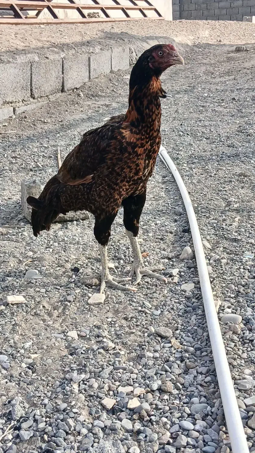 ماده مرغ|حیوانات مزرعه|میناب, |دیوار