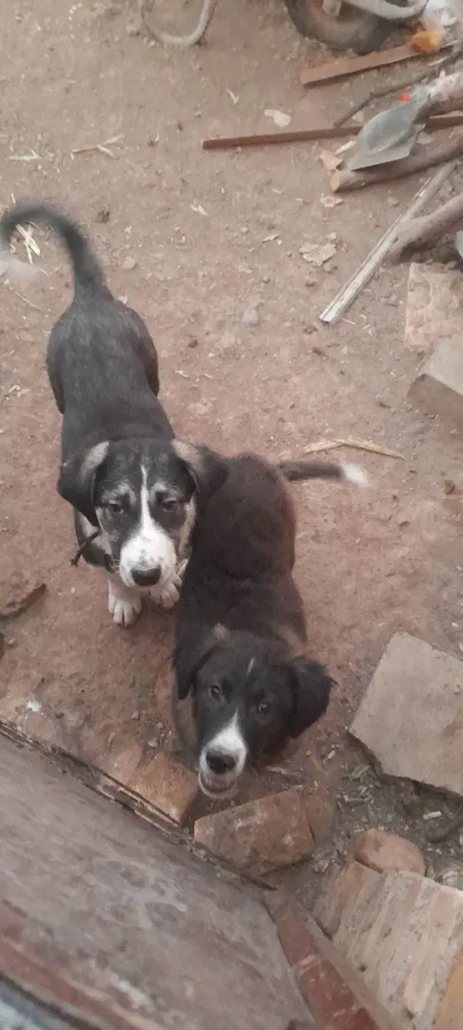 ۲ عدد توله سگ|سگ|بوئین زهرا, |دیوار