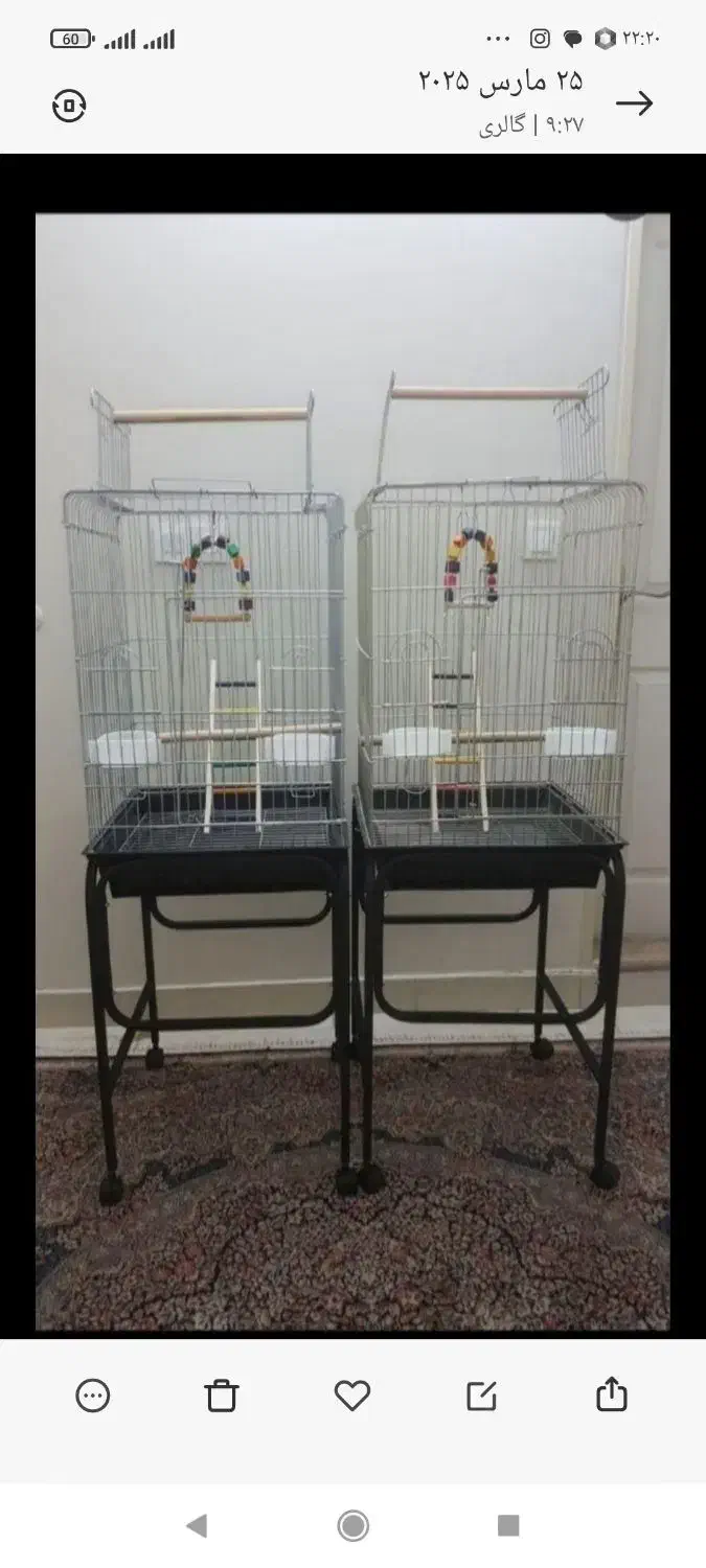 قفس ۱۰۳۳ پرنده عروس هلندی طوطی برزیلی گرینچیک راهب|لوازم جانبی حیوانات|تهران, جیحون|دیوار