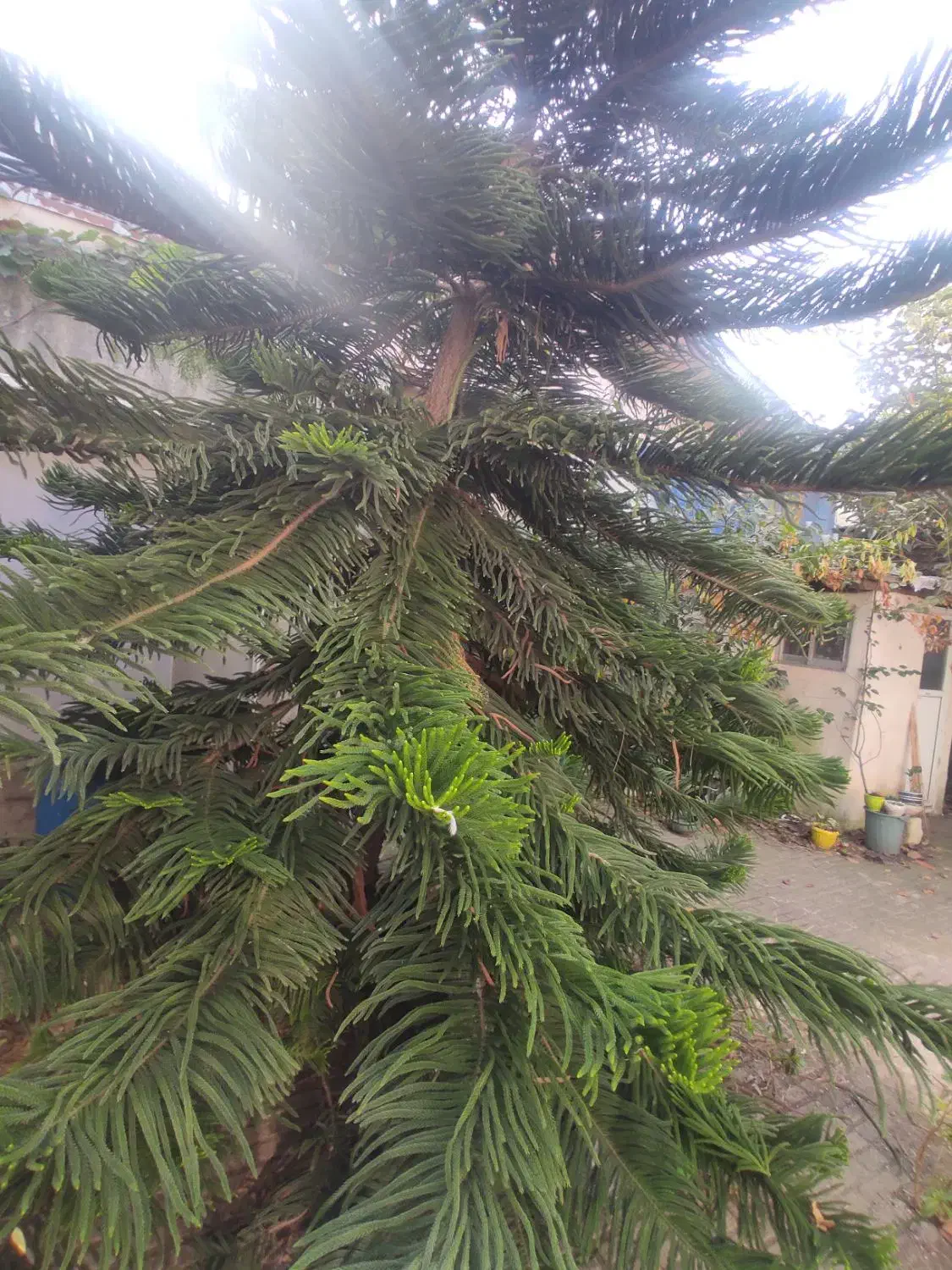 حمیدیان ویلایی سندارتجاری مسکونی الغدیر ۲۰۷متری|فروش خانه و ویلا|رشت, حمیدیان|دیوار