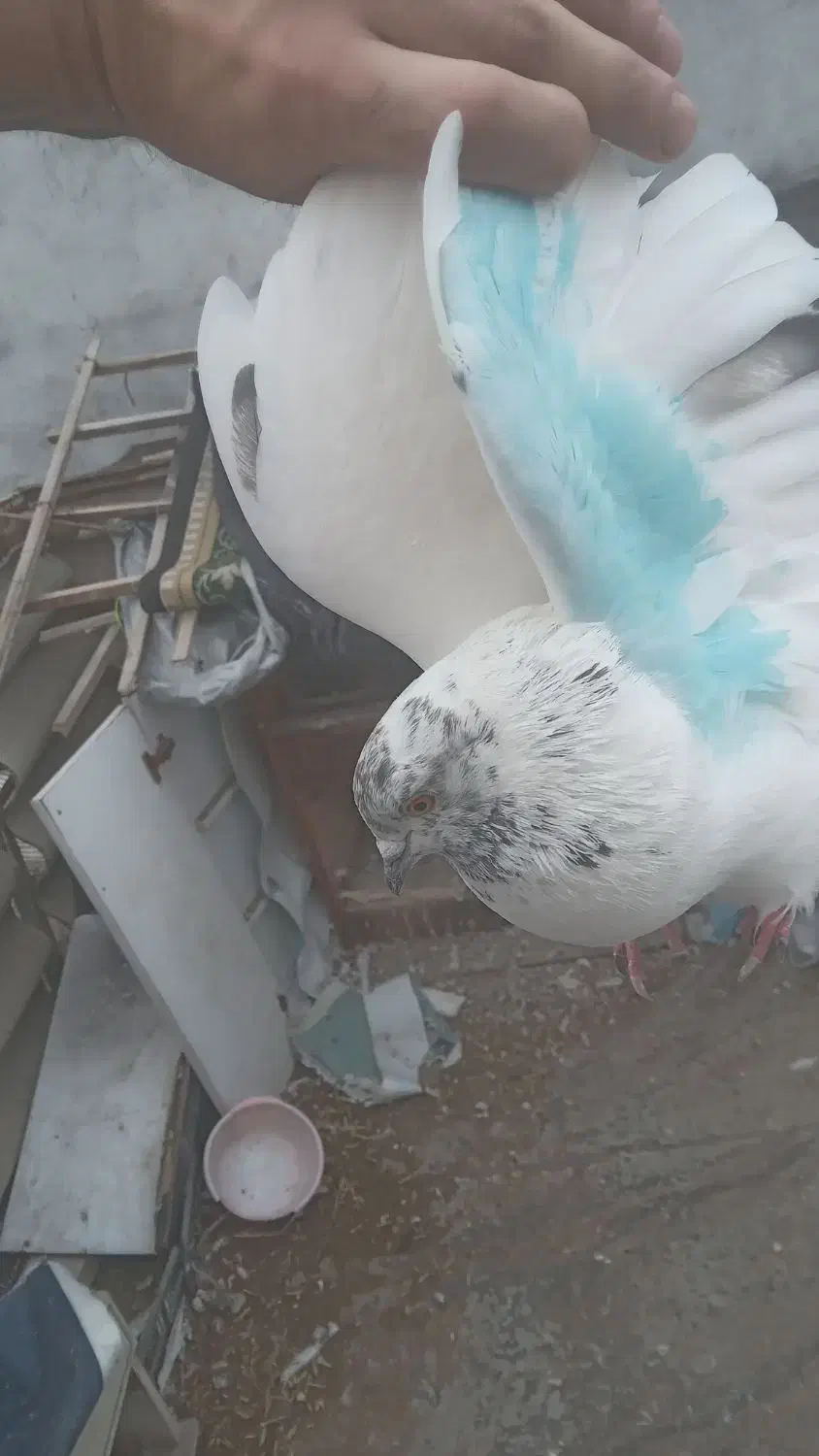 طوقی ماده|پرنده|اردبیل, |دیوار