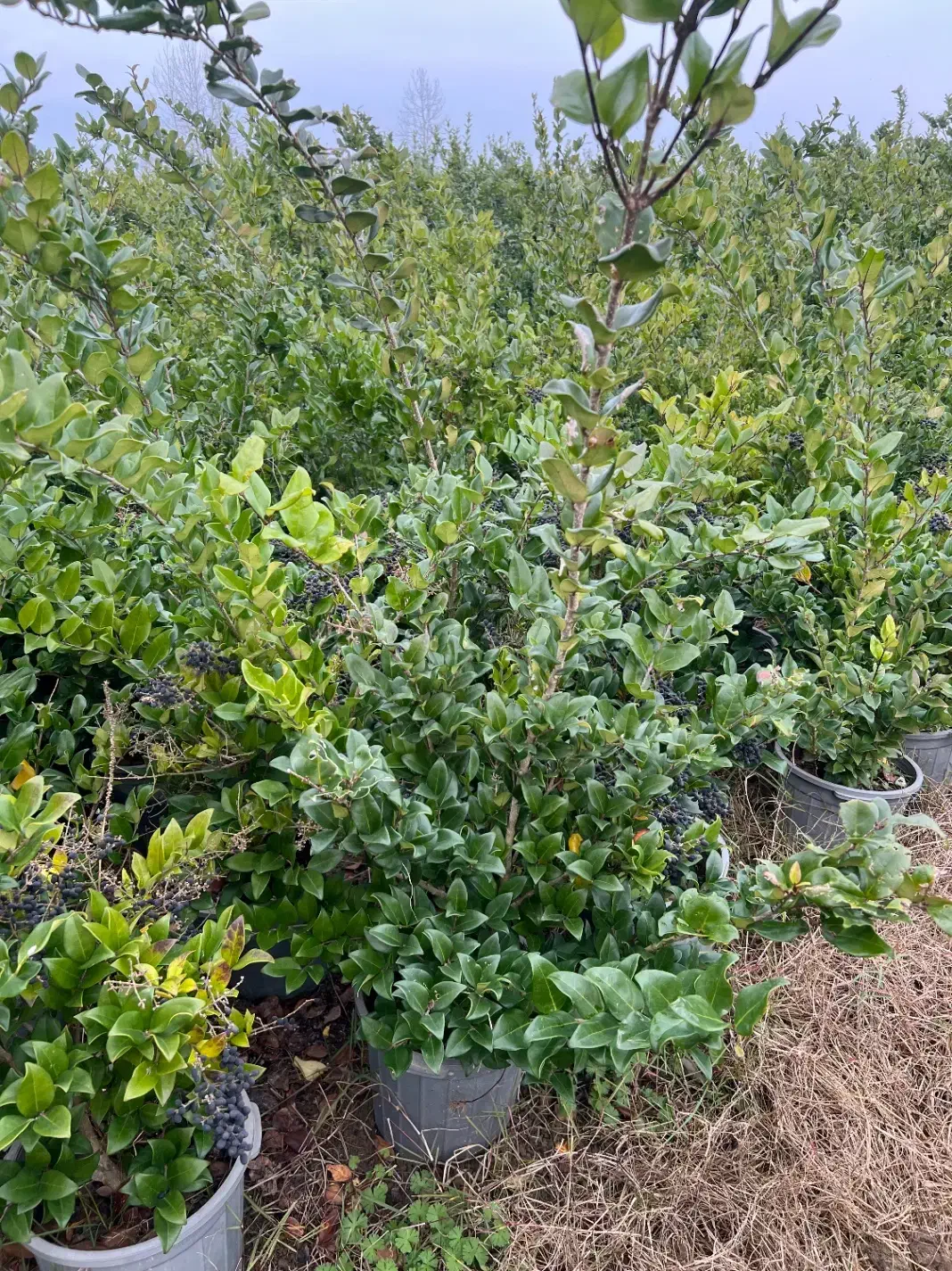 یاس هلندی|خدمات باغبانی و درختکاری|تنکابن, |دیوار