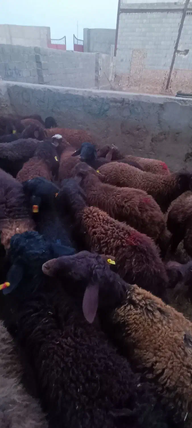 بره غزل افشار م|حیوانات مزرعه|قرچک, داوود آباد|دیوار