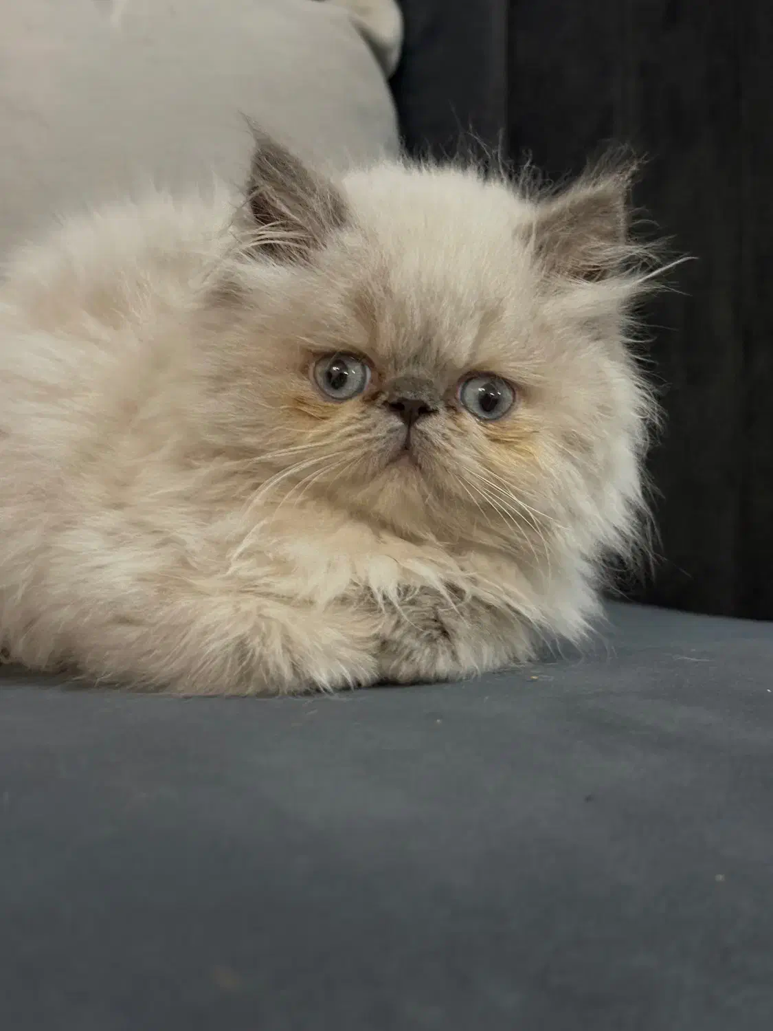 گربه|گربه|بندرعباس, |دیوار