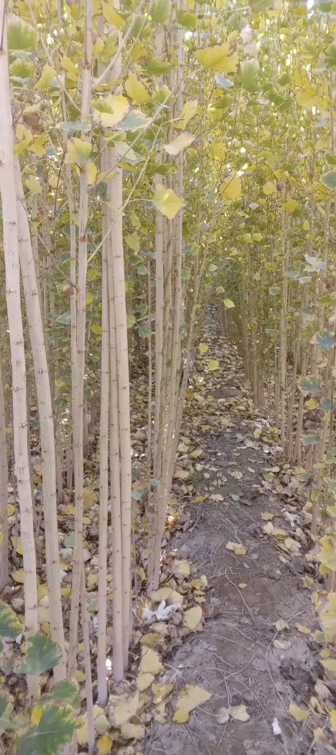 ارئه نهال صنوبر|خدمات باغبانی و درختکاری|تهران, شهرآرا|دیوار