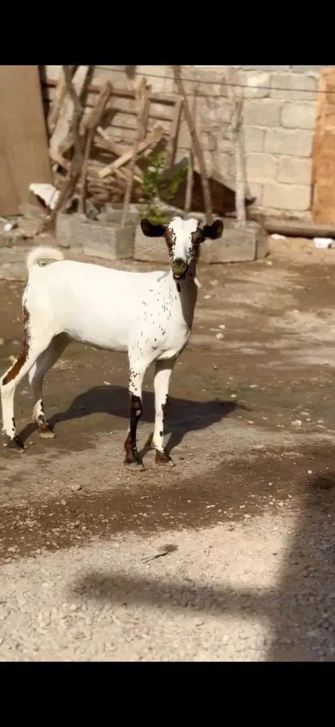 صلال خال خالی|حیوانات مزرعه|سمیرم, |دیوار