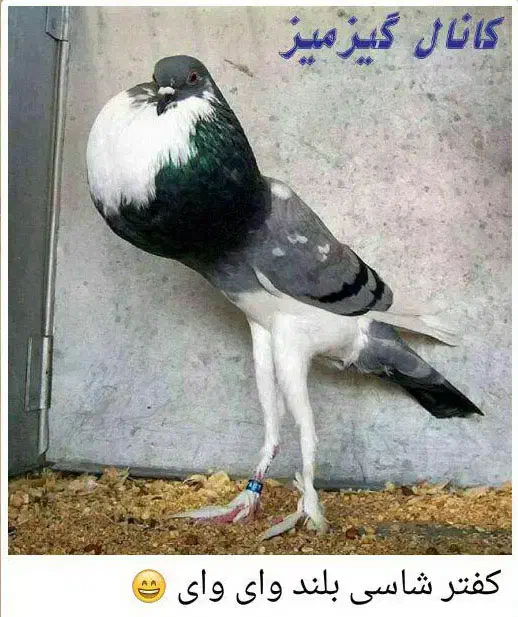 کبوتر|پرنده|جاسک, |دیوار