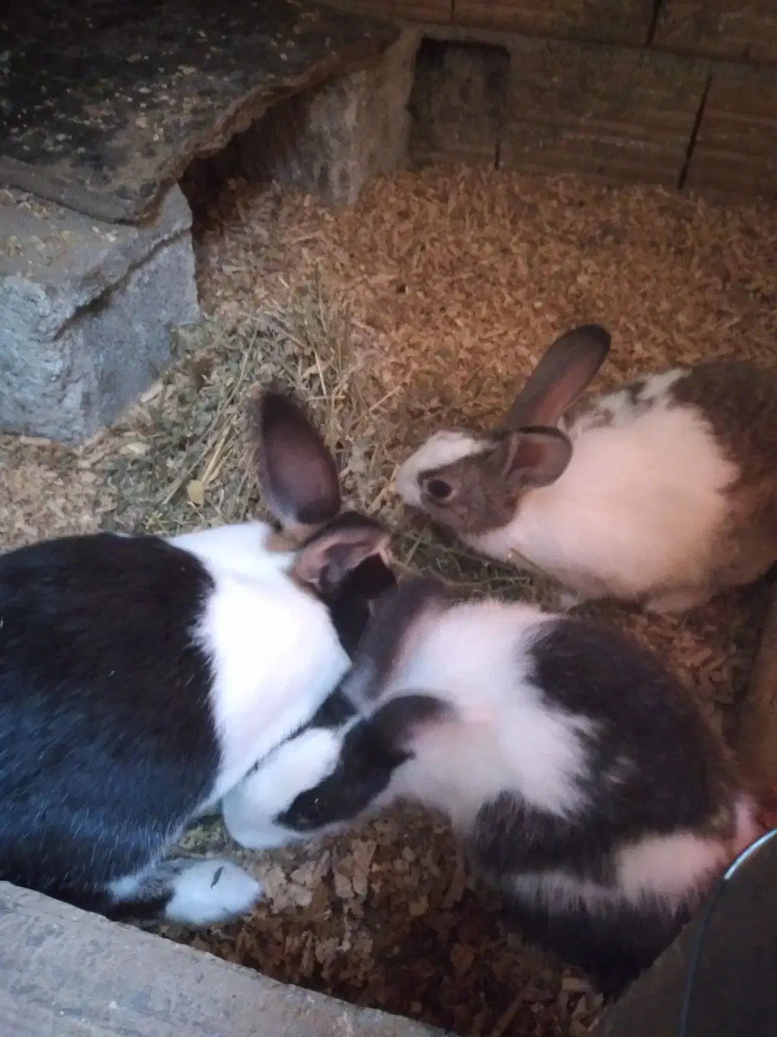 خرگوش|موش و خرگوش|گرگان, |دیوار