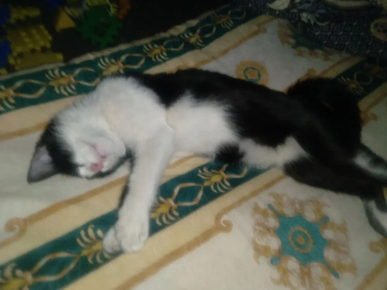 واگذاری رایگان گربه آرام وخانگی|گربه|فریمان, |دیوار