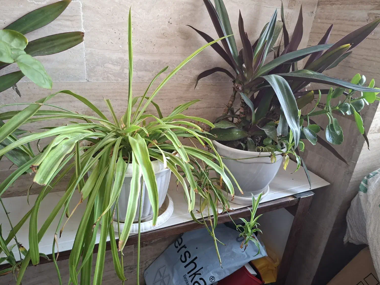 گل طبیعی و در حال رشد|گل و گیاه طبیعی|ارومیه, |دیوار