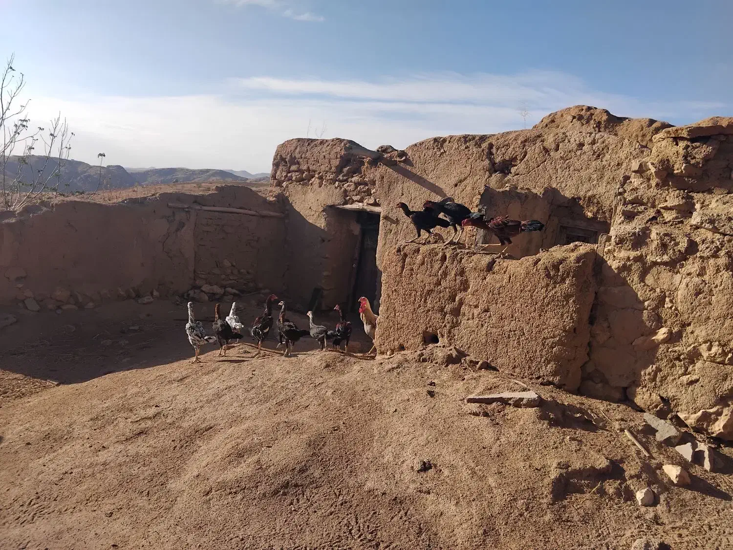 مرغ خروس لاری|حیوانات مزرعه|سقز, |دیوار