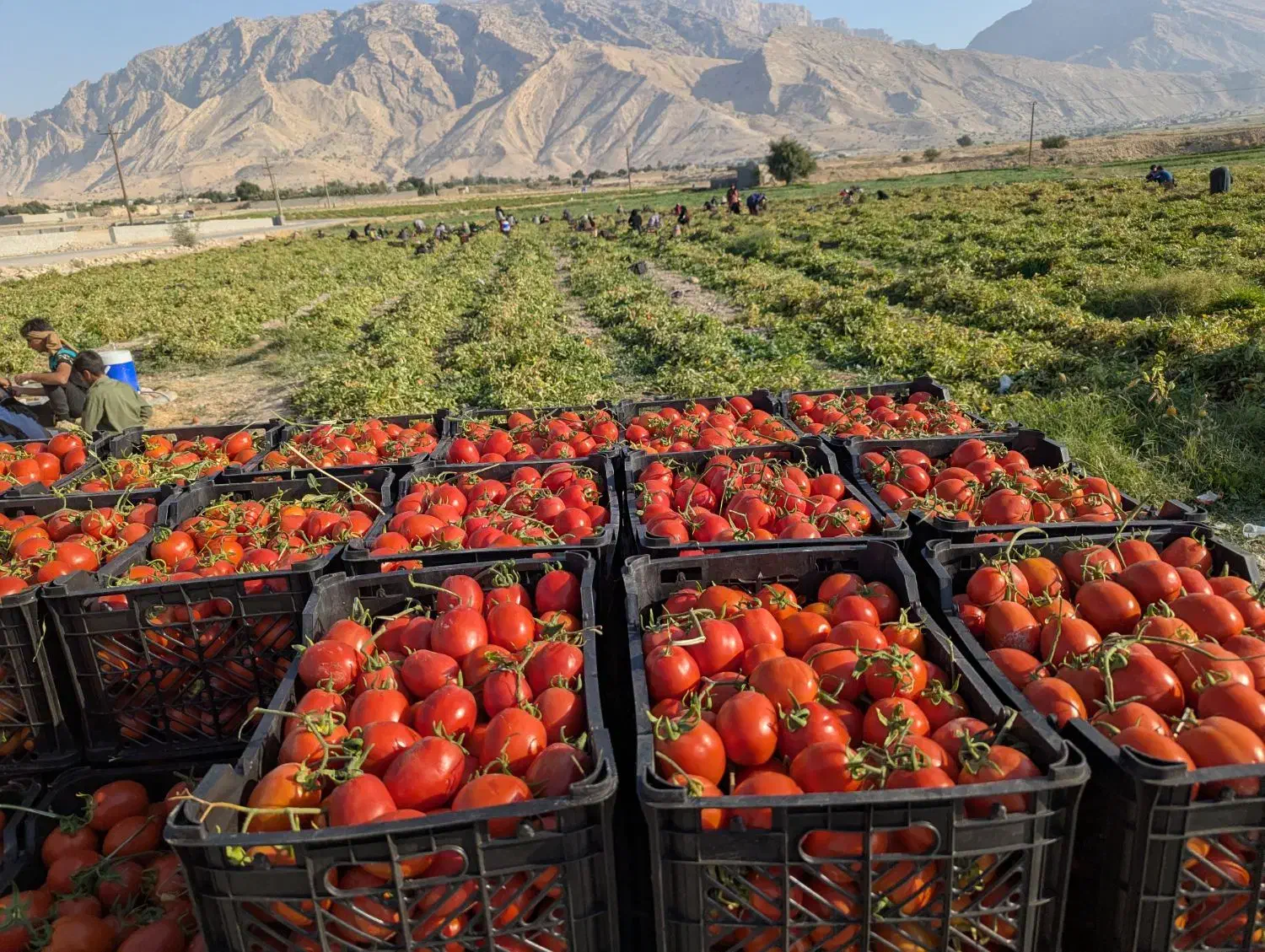 گوجه  لوکس صادراتی درجه یک|عمده‌فروشی|بهبهان, |دیوار