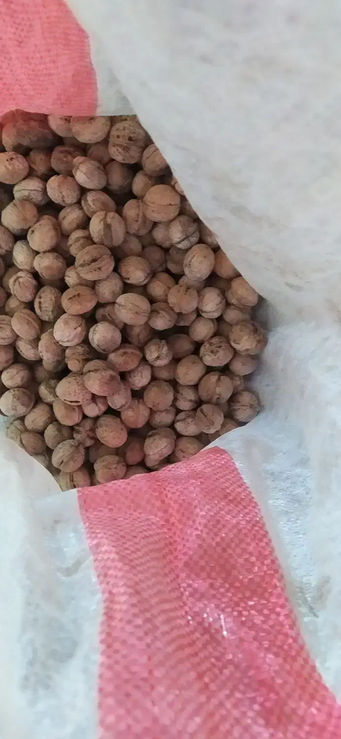 گردو نهال|خوردنی و آشامیدنی|جوانرود, |دیوار