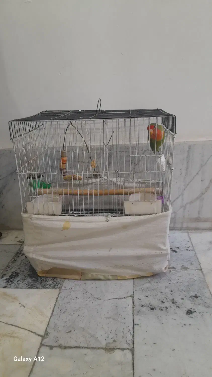 یک عدد طوطی برزیلی با قفس|پرنده|باغستان, |دیوار