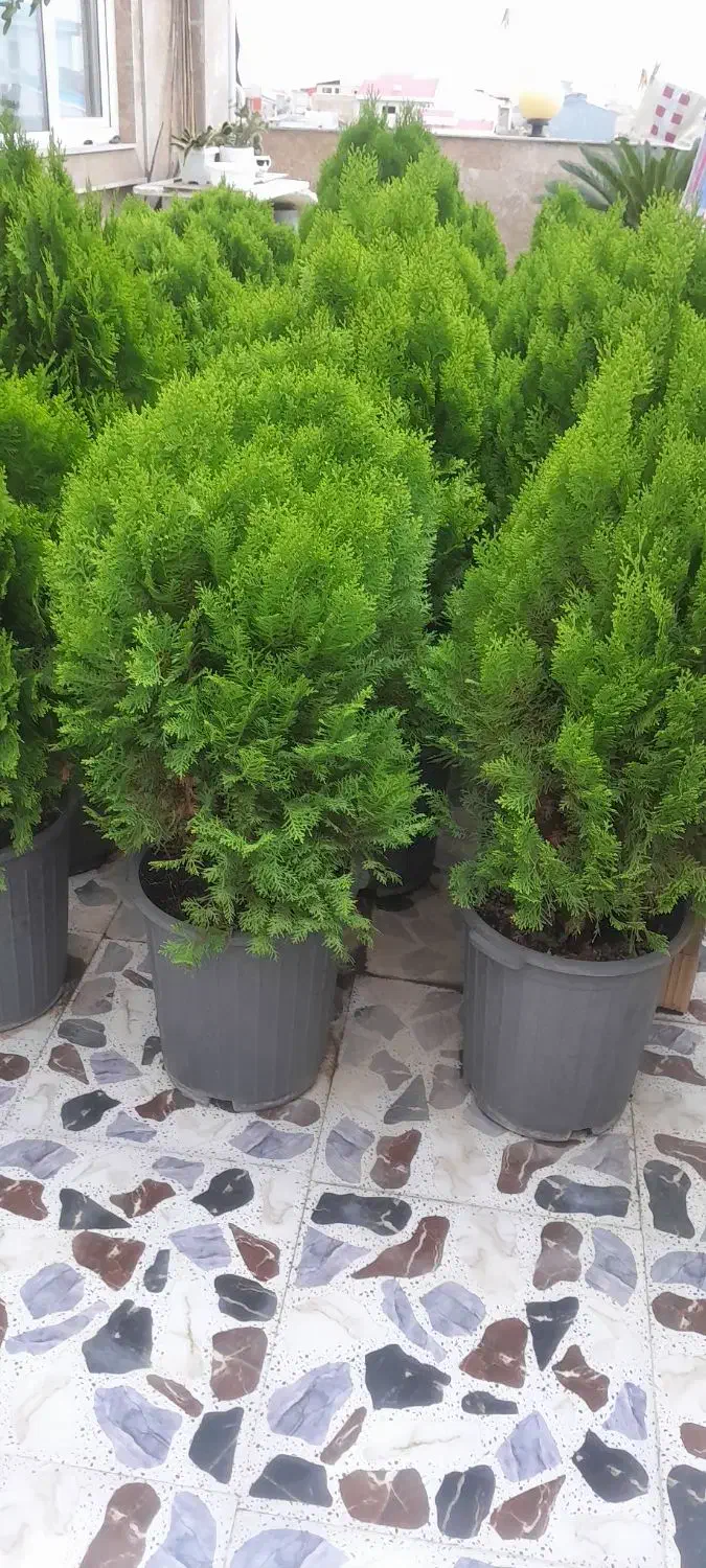 کاج لامیس|گل و گیاه طبیعی|رشت, یخسازی|دیوار