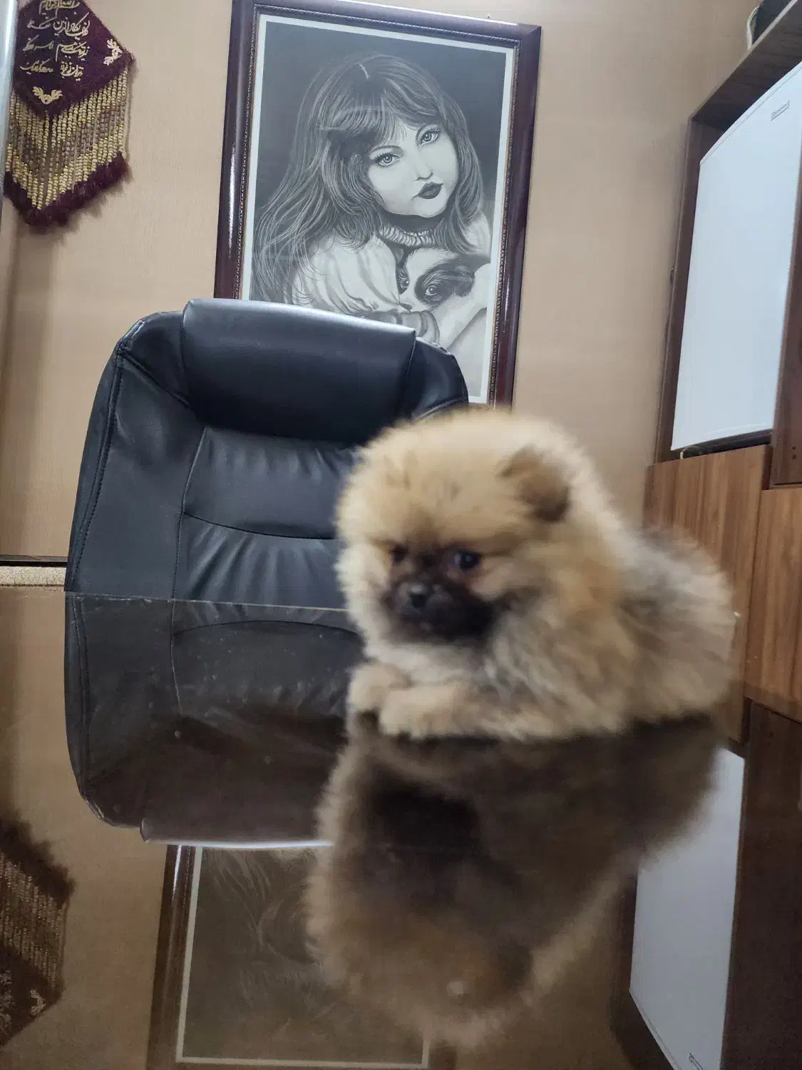 پامر خرسی|سگ|اصفهان, کوی نرگس|دیوار