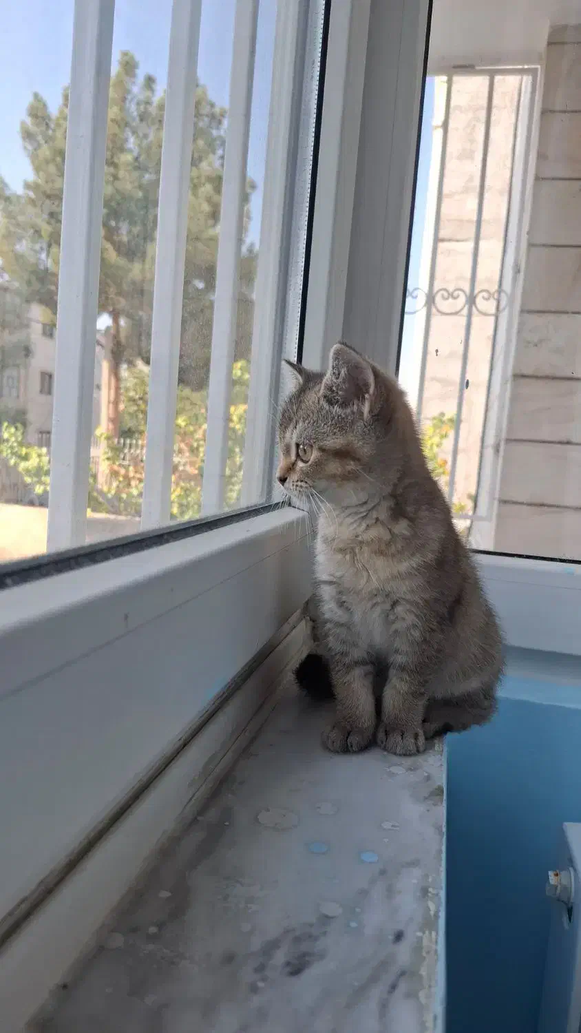 گربه بریتیش ماده|گربه|بجنورد, |دیوار