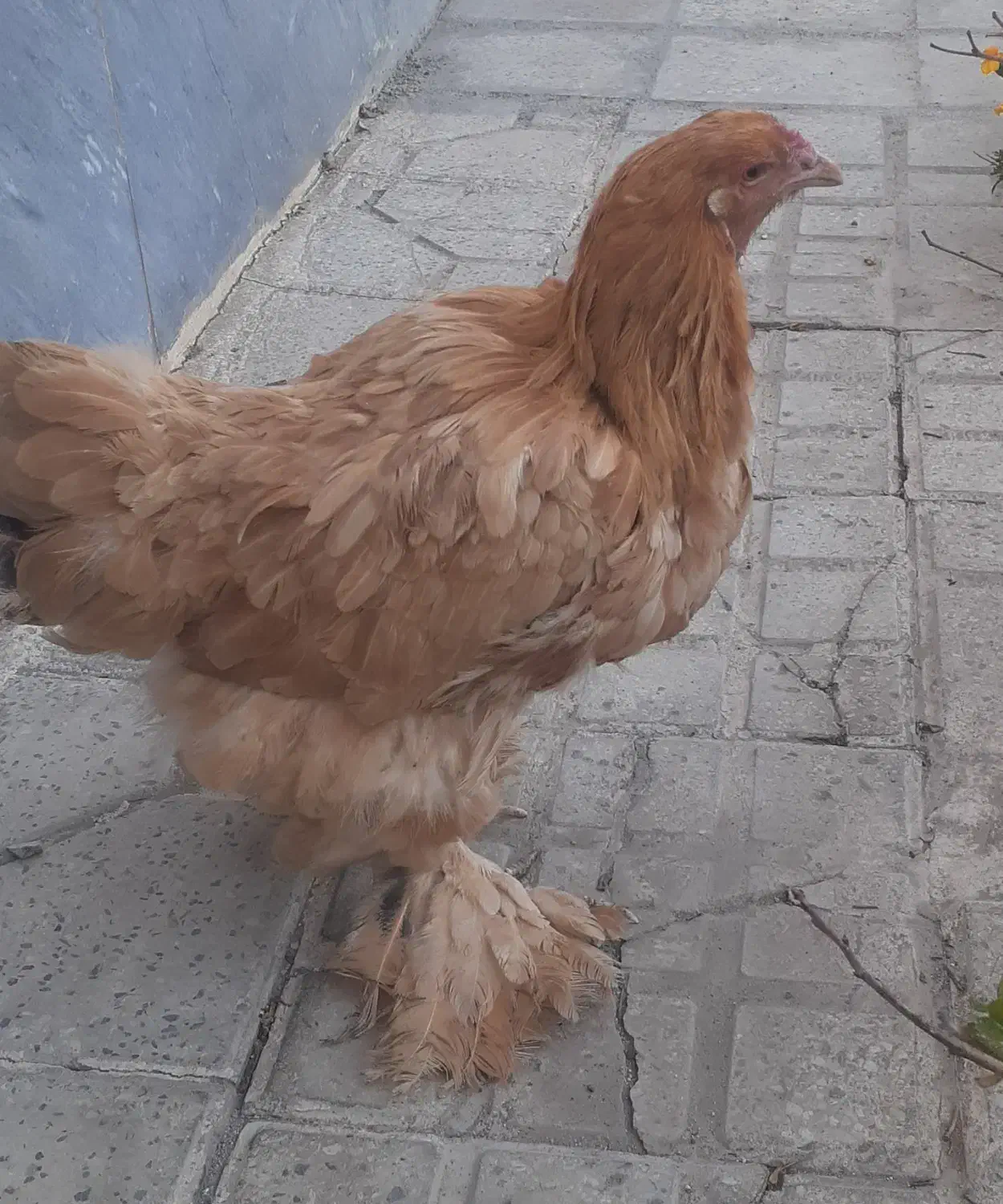 فروش مرغ تخمگذار. پا پر  و محلی تخم مرغ بزرگ|حیوانات مزرعه|ابهر, |دیوار