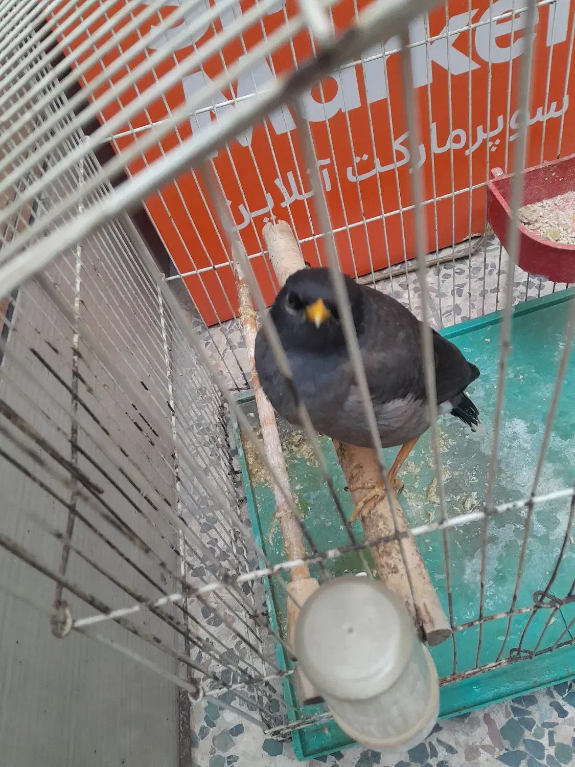 مرغ مینا سخنگو|پرنده|اهواز, یوسفی|دیوار