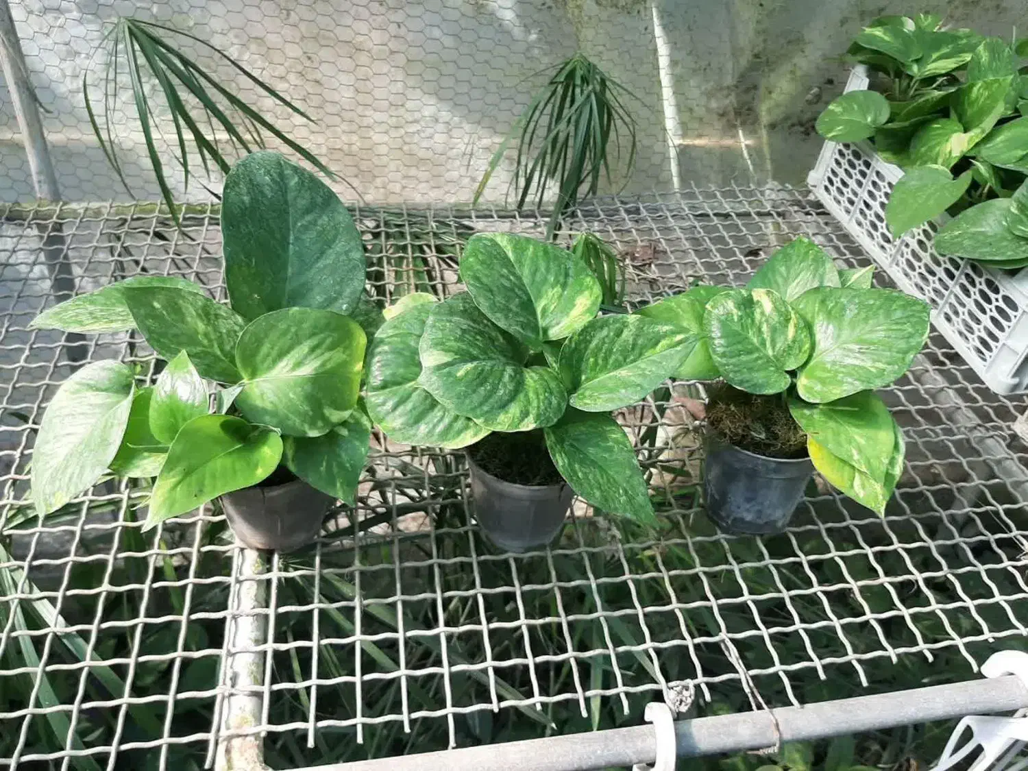 پتوس سبز ابلق نشایی|گل و گیاه طبیعی|گتاب, |دیوار