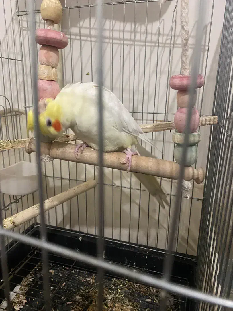 عروس شاه تخم سخنگو|پرنده|رباطکریم, رباطکریم|دیوار