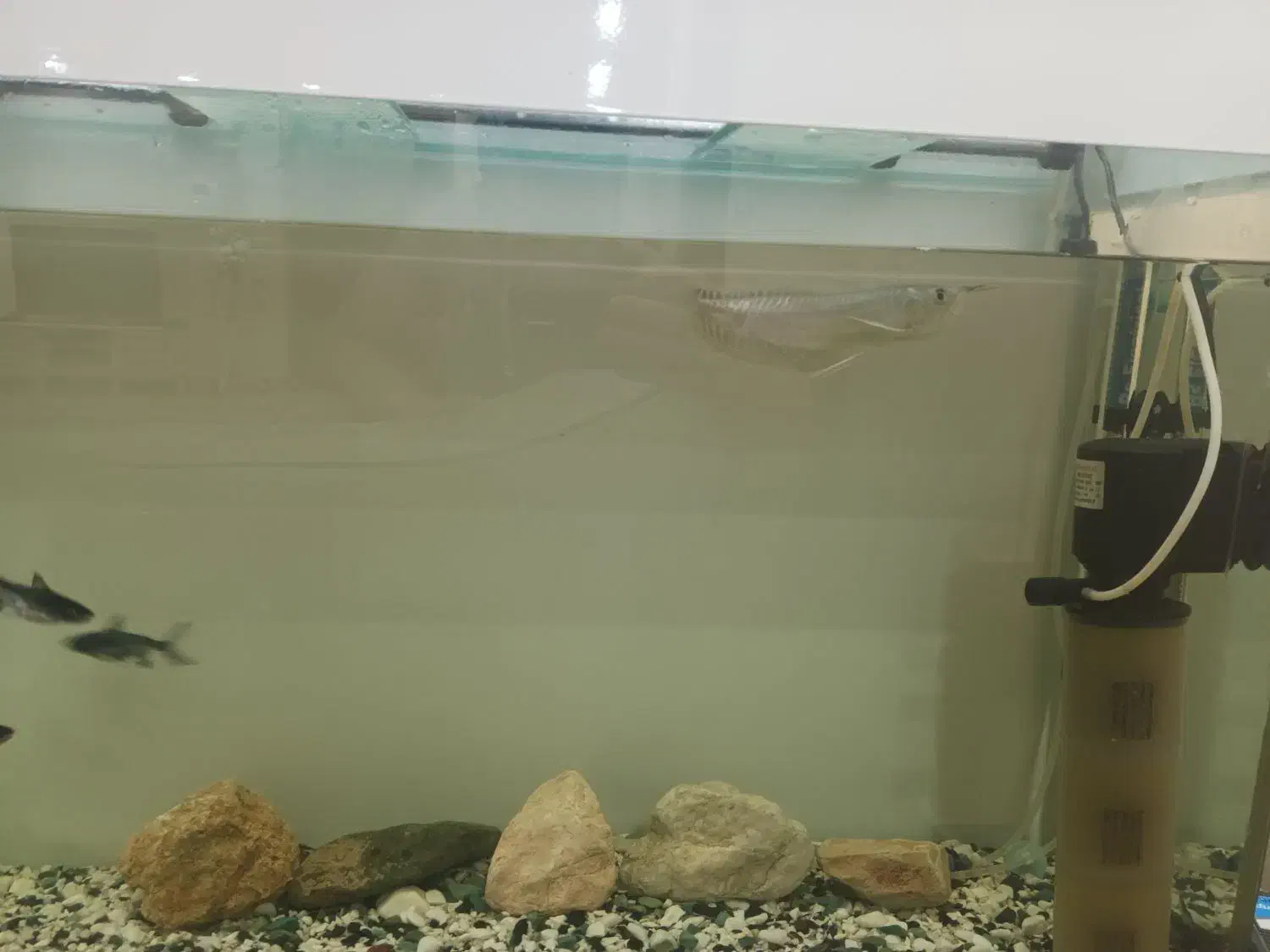 ماهی آروانا سیلور|ماهی|اردبیل, |دیوار