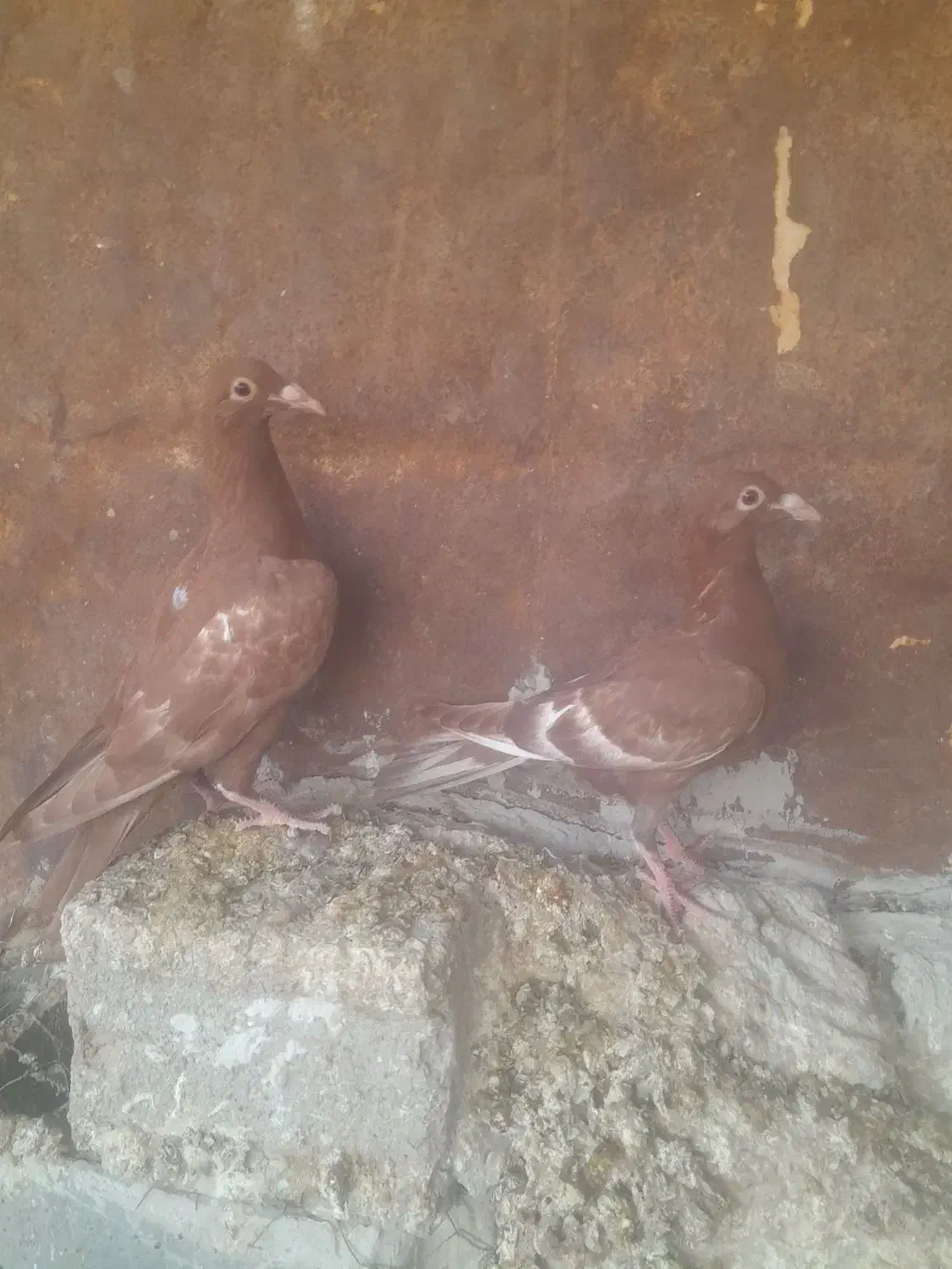 جوجه میولمنز|پرنده|وحدتیه, |دیوار