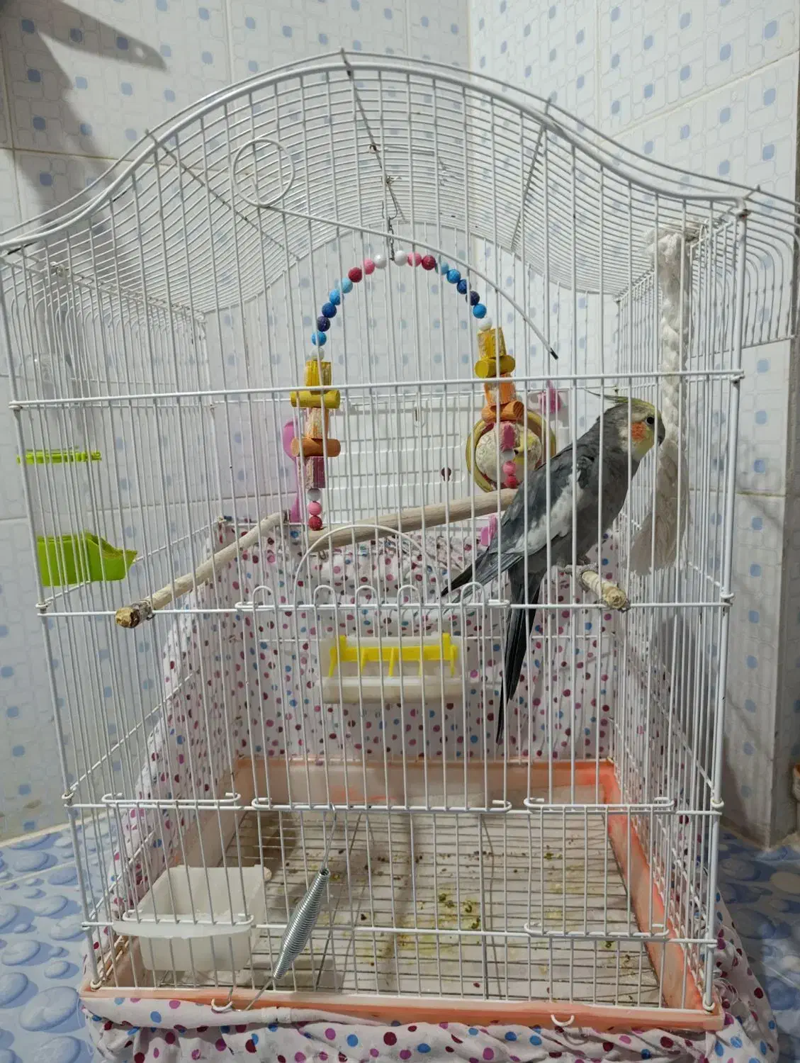 فروش دو عدد عروس هلندی|پرنده|مهدی شهر, |دیوار