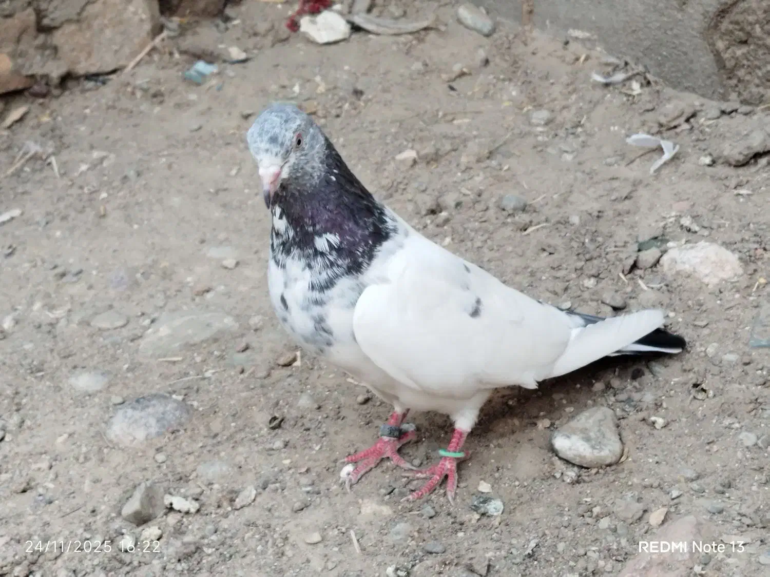 ماده گلدن فروشی|پرنده|ایرانشهر, |دیوار