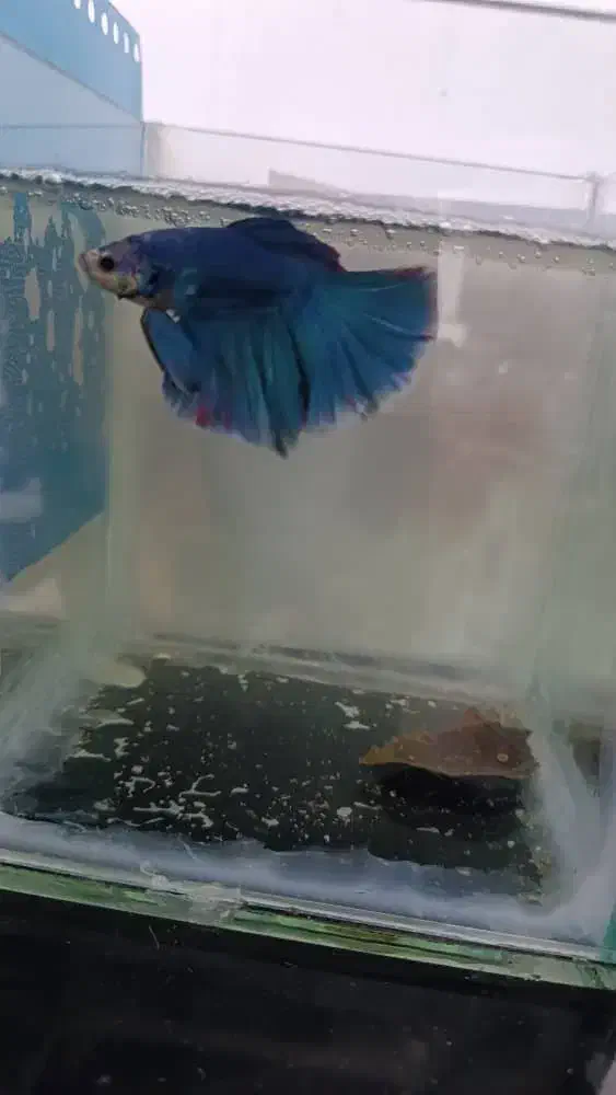 ماهی فایتر .آکواریوم .گیاه .ارتمیا|ماهی|آبادان, |دیوار