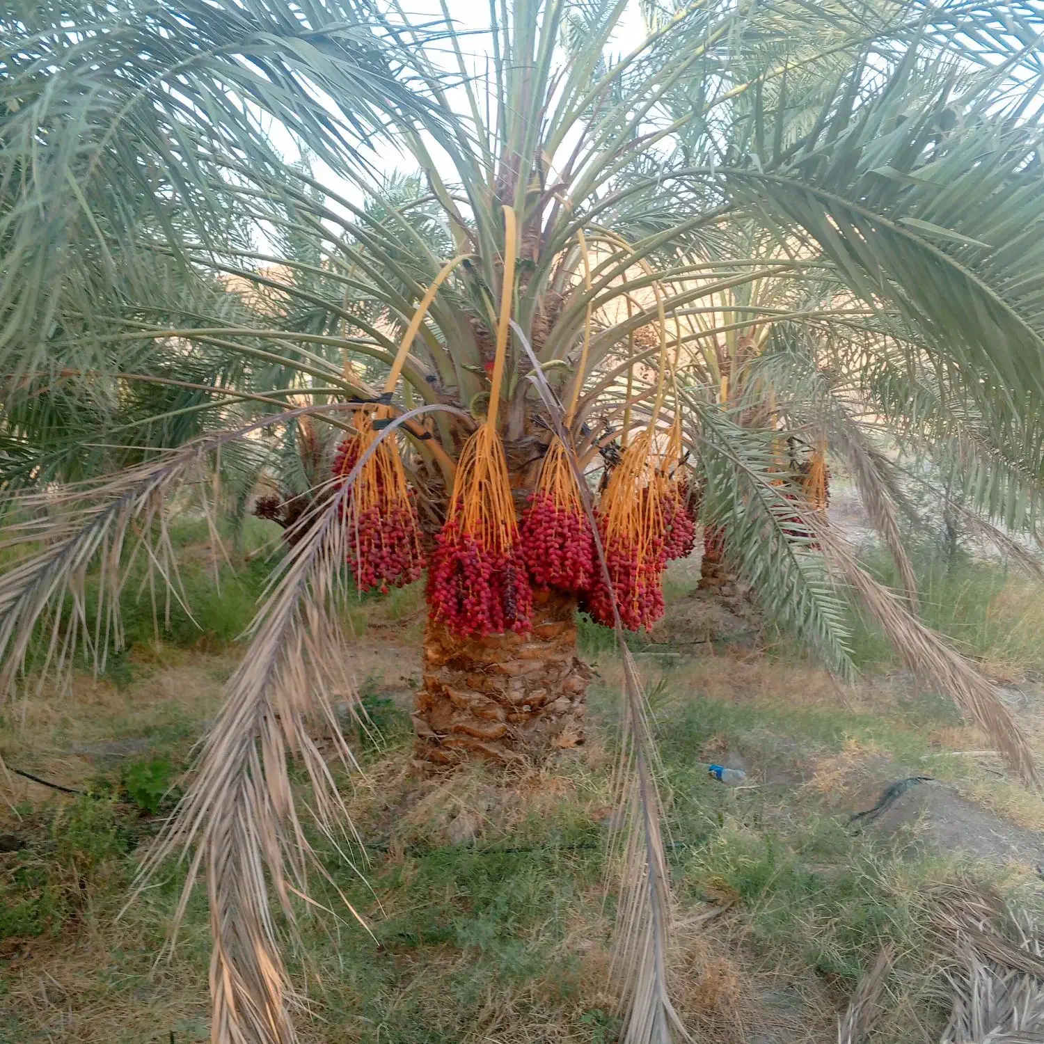 فروش انواع پاچوش ونخل کامل درخت خرما...|خدمات باغبانی و درختکاری|اردکان, |دیوار