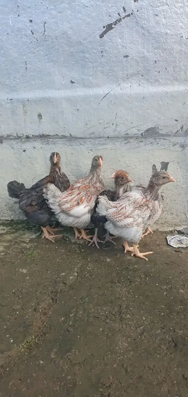 جوجه ویاندوت|حیوانات مزرعه|رضوانشهر, |دیوار