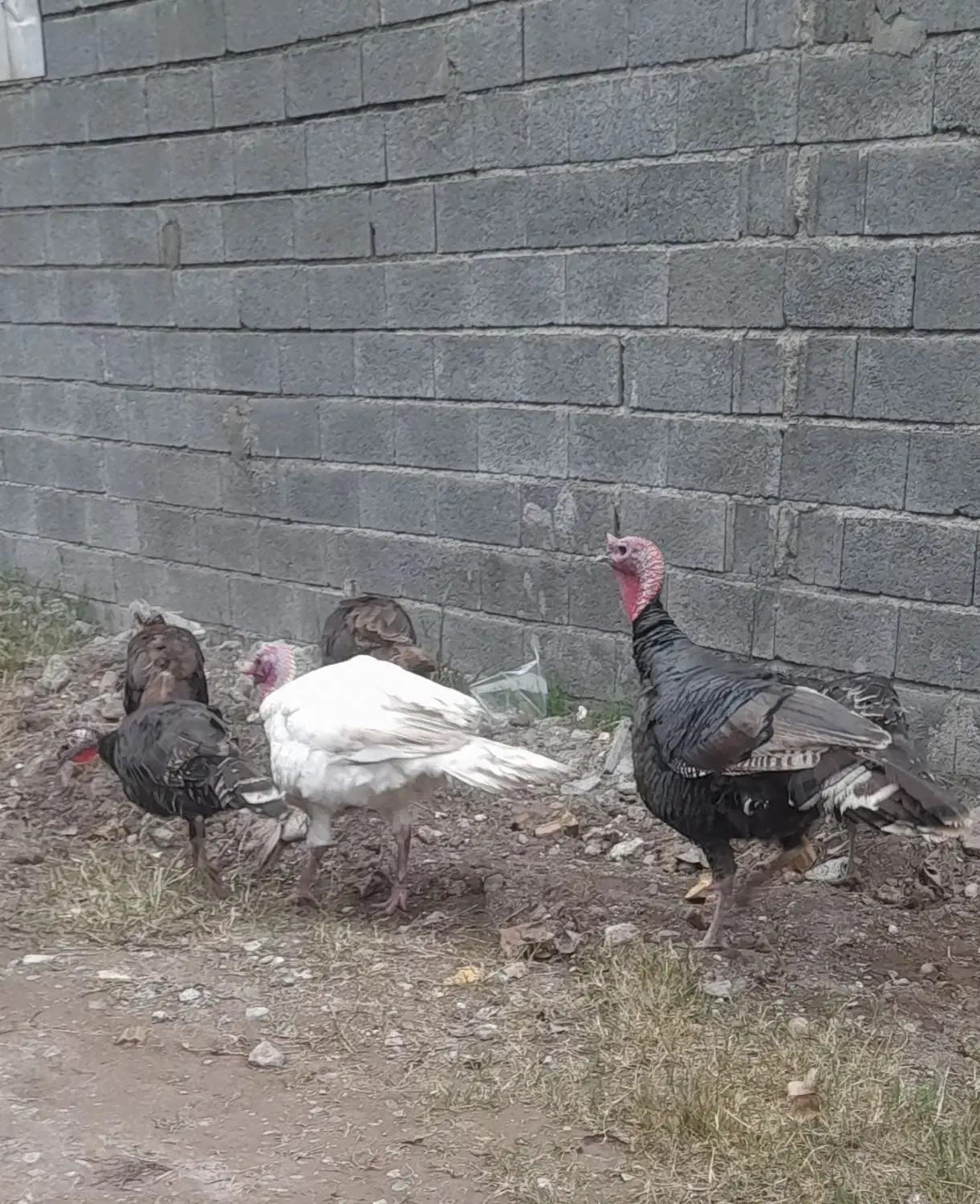 حیوانات مزرعه(بوقلمون)|حیوانات مزرعه|لنگرود, |دیوار