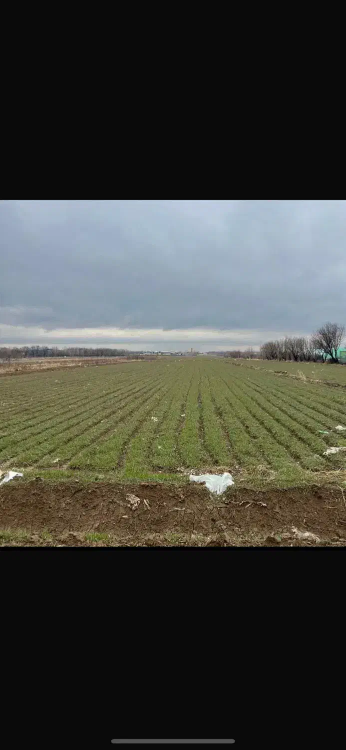 یک هکتار سندار برجاده قدیم هشتگرد|فروش زمین و ملک کلنگی|هشتگرد, ینگی امام|دیوار