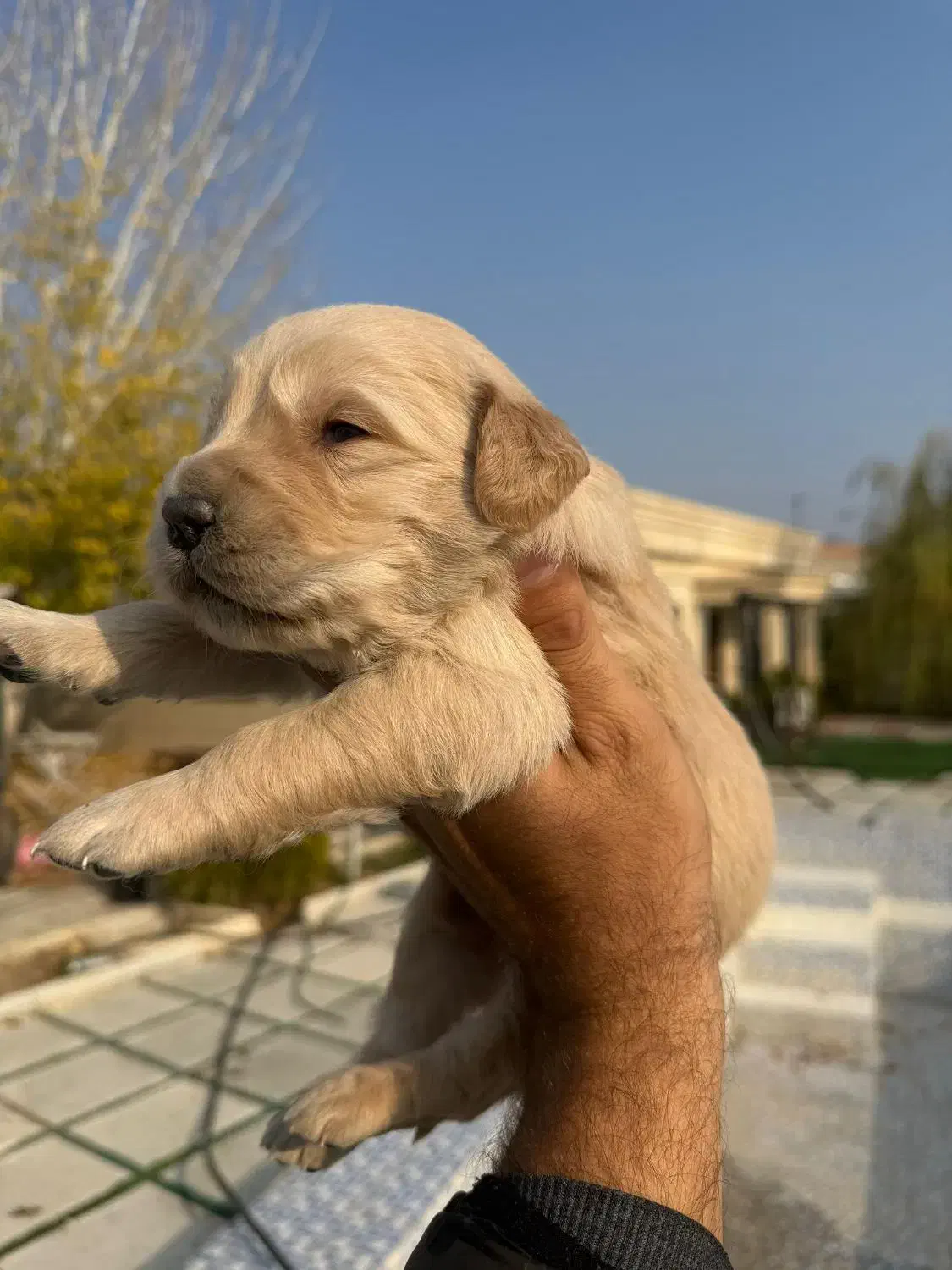 سگ گلدن رتریور اصل|سگ|ارومیه, |دیوار