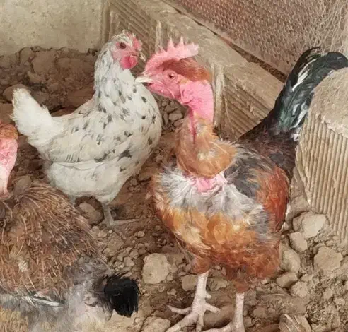 مرغ وخروس گلین گردن لخت|حیوانات مزرعه|ری, علایین|دیوار