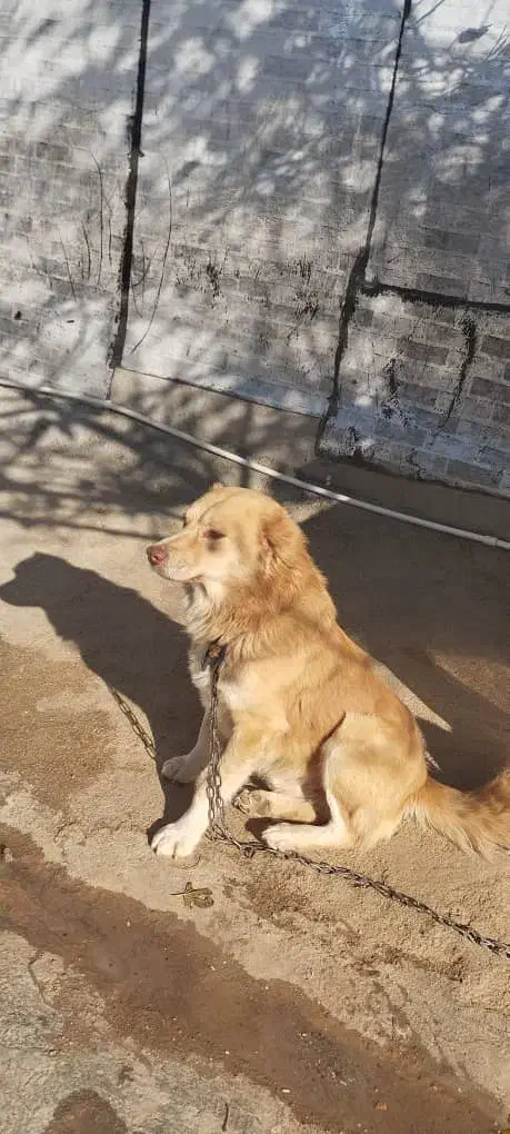 گمشده|حیوانات|کوهدشت, |دیوار