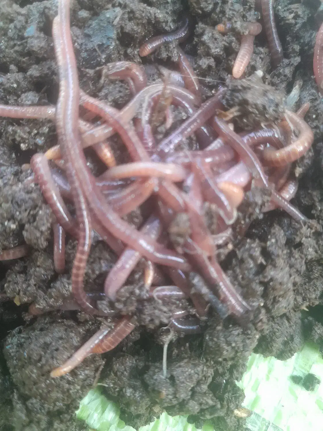 کرم خاکی زنده مخصوص ماهی گیری طعمه کپور|ماهیگیری|اصفهان, باغ فدک|دیوار