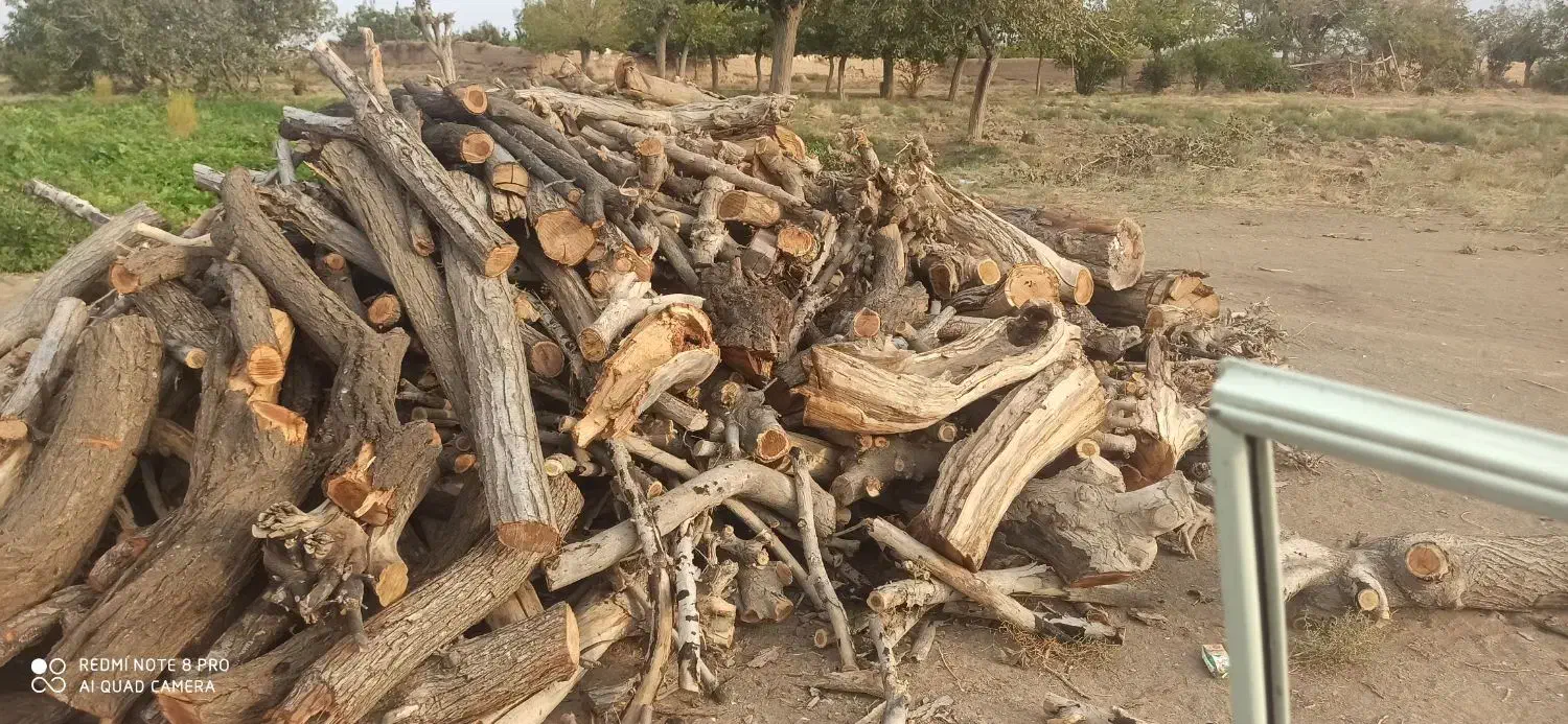 برش و بریدن و اصلاح درخت وخرید چوب|خدمات باغبانی و درختکاری|گناباد, |دیوار