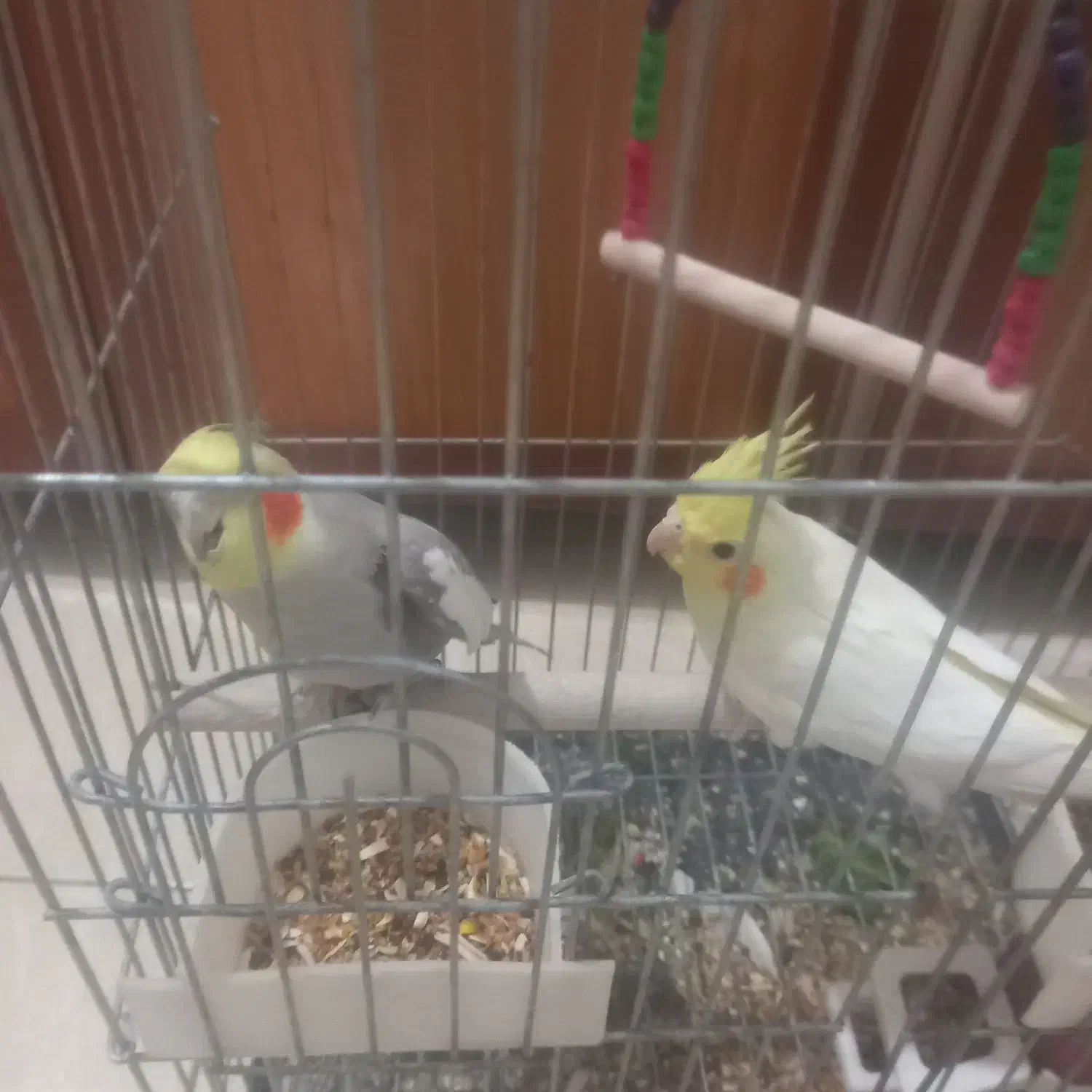 عروس هلندی جفتی نرناده|پرنده|اوز, |دیوار