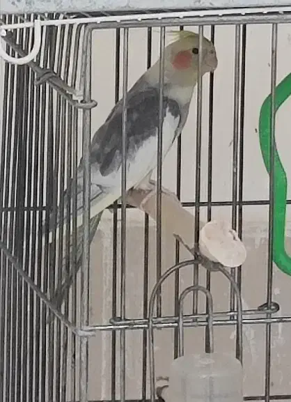 عروس هلندی|پرنده|سبزوار, مدرس|دیوار