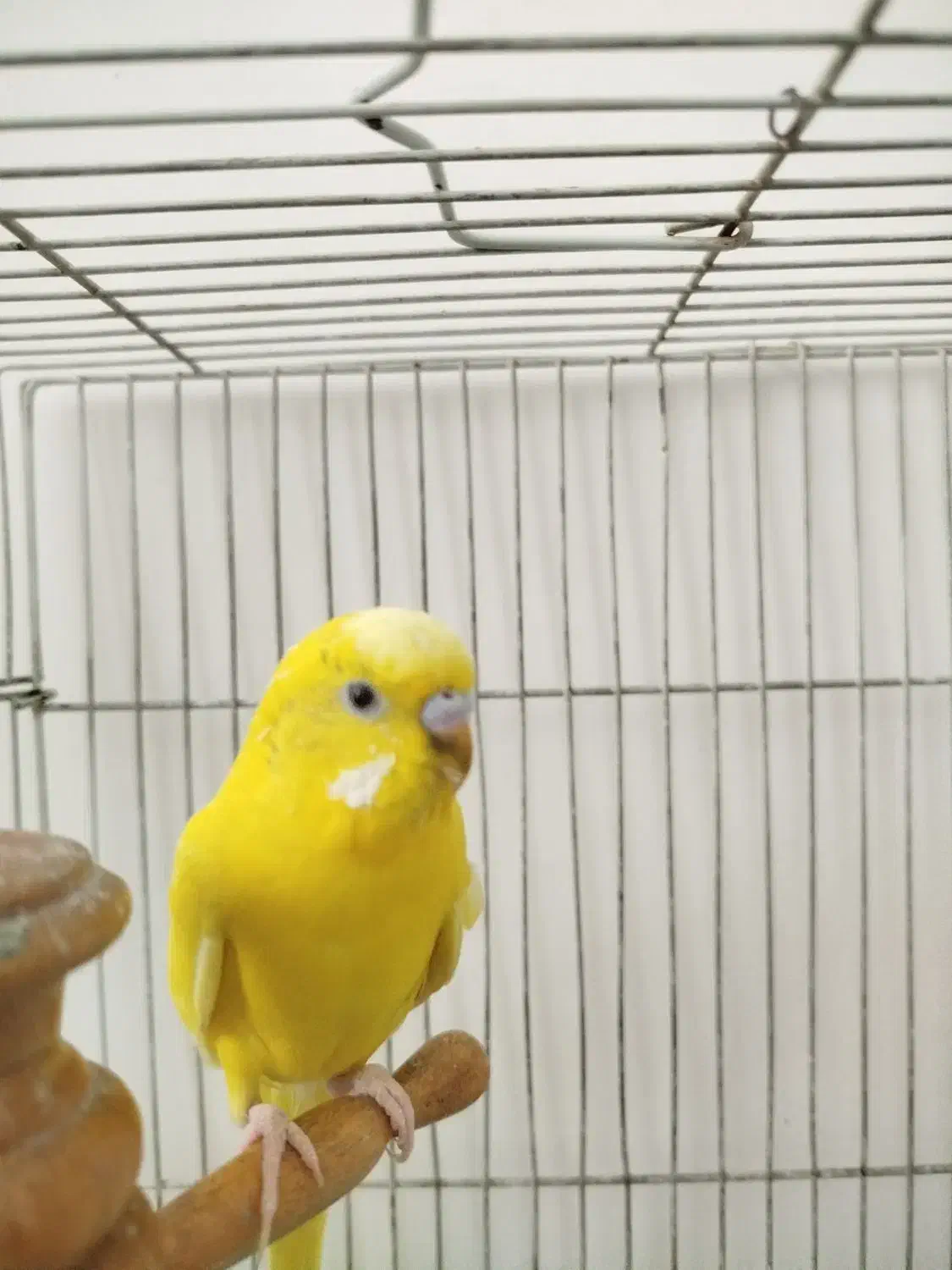 مرغ عشق ماده بالغ فقط190|پرنده|شریفآباد, |دیوار