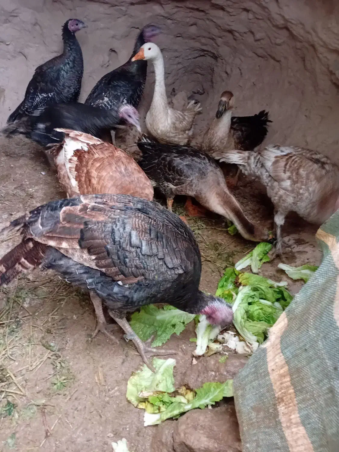 ۶عدد بوقلموبه فروش میرسد|حیوانات مزرعه|خوی, |دیوار