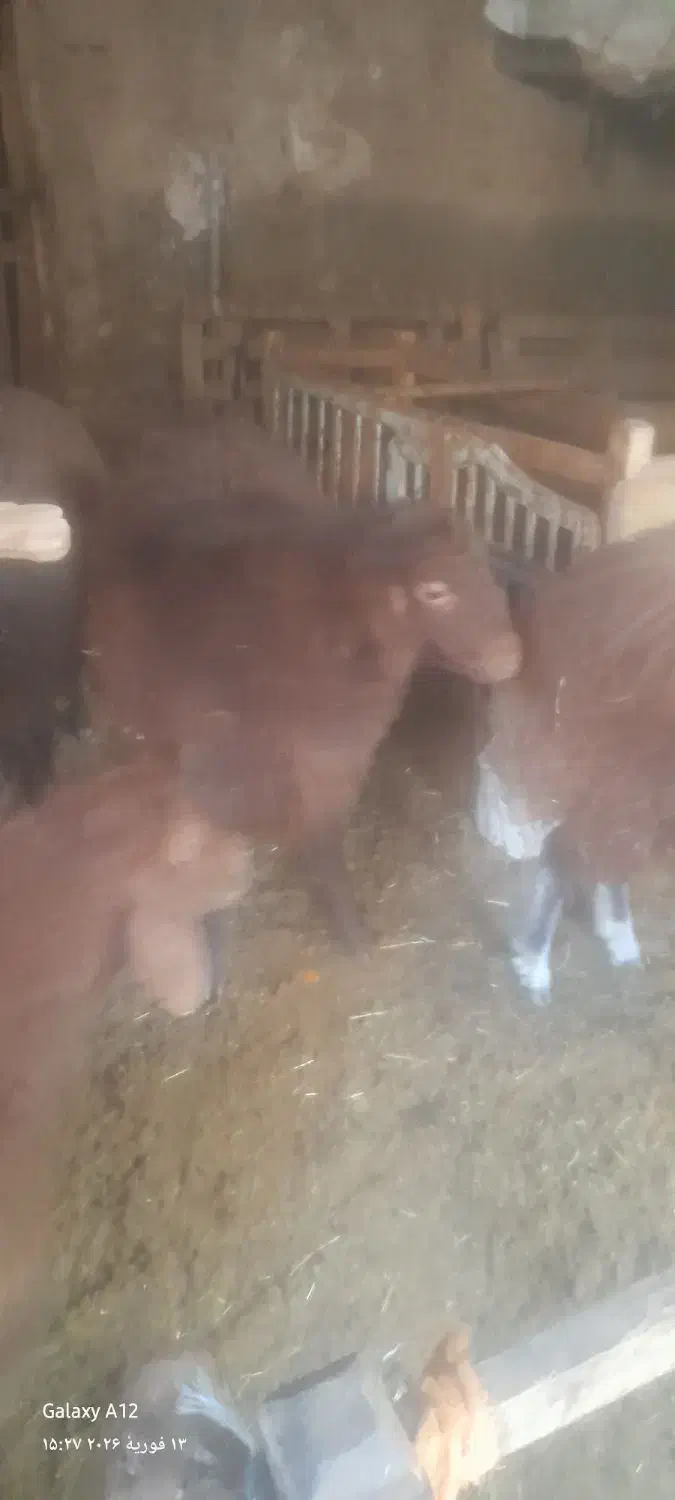 بره نر و|حیوانات مزرعه|نیشابور, جمهوری|دیوار