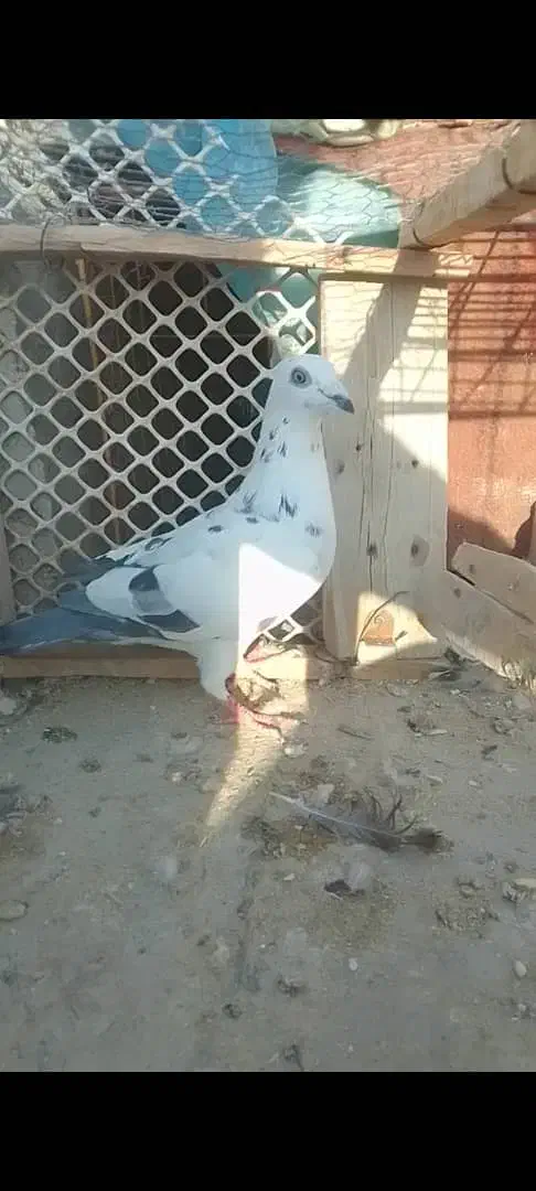 ساعت ک ف ت ر آ ل ما نی نر بشرط|ساعت|میبد, |دیوار