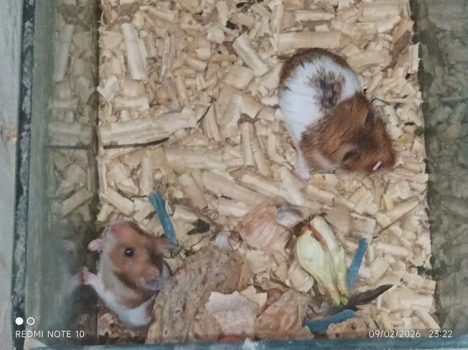 همستر|موش و خرگوش|سبزوار, جوادیه شرقی|دیوار