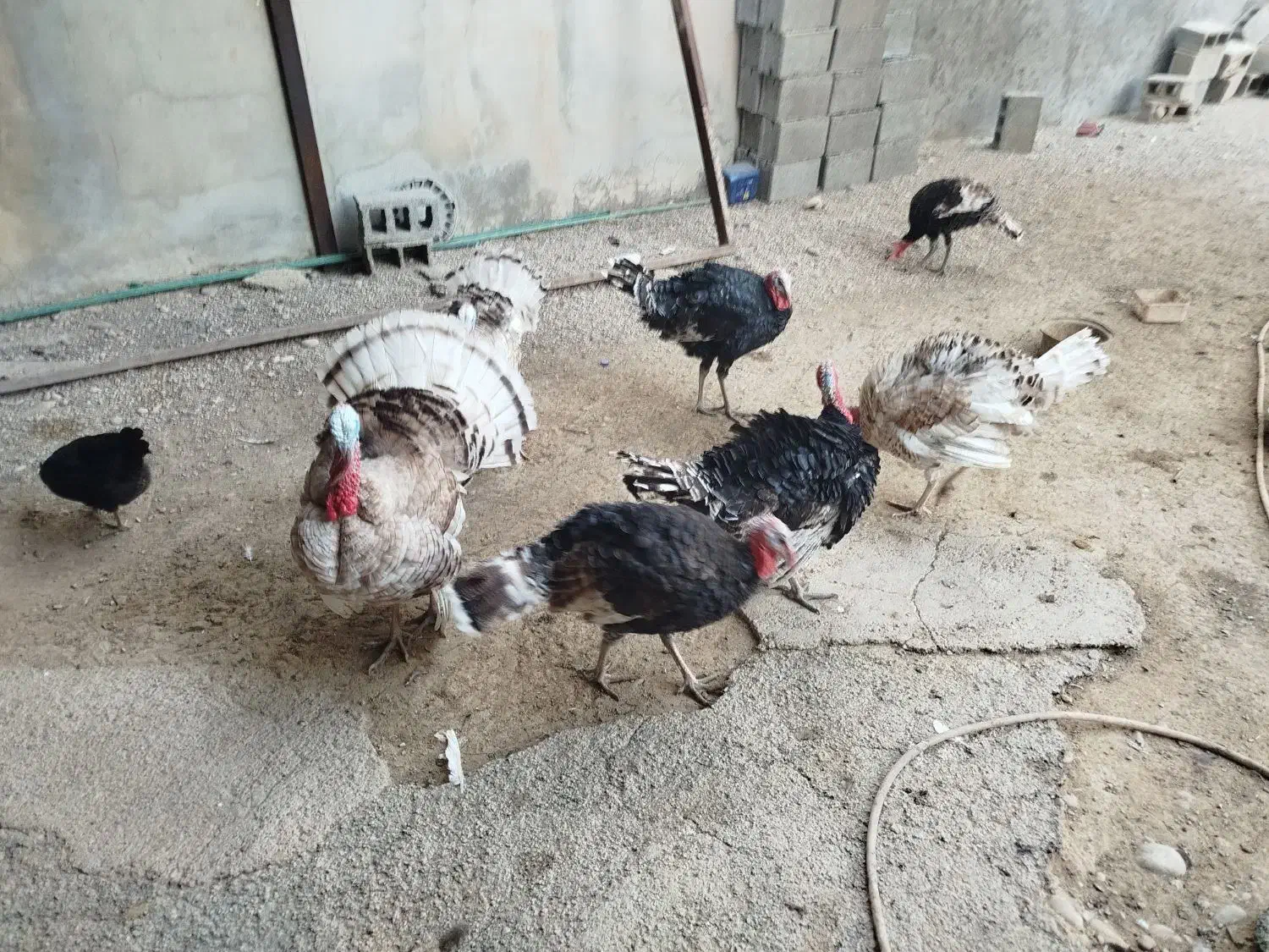 بوقلمون|حیوانات مزرعه|شبانکاره, |دیوار